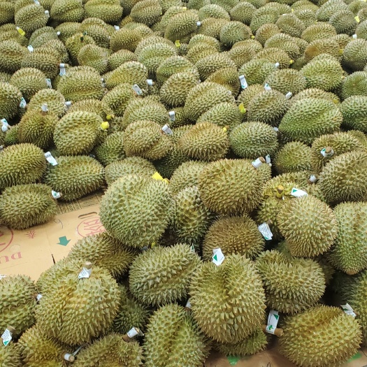 昆明金枕大量到货