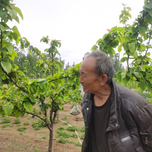 费县蒙山前优质秋月梨