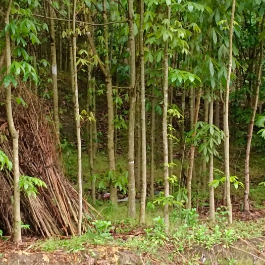 长阳县七叶树