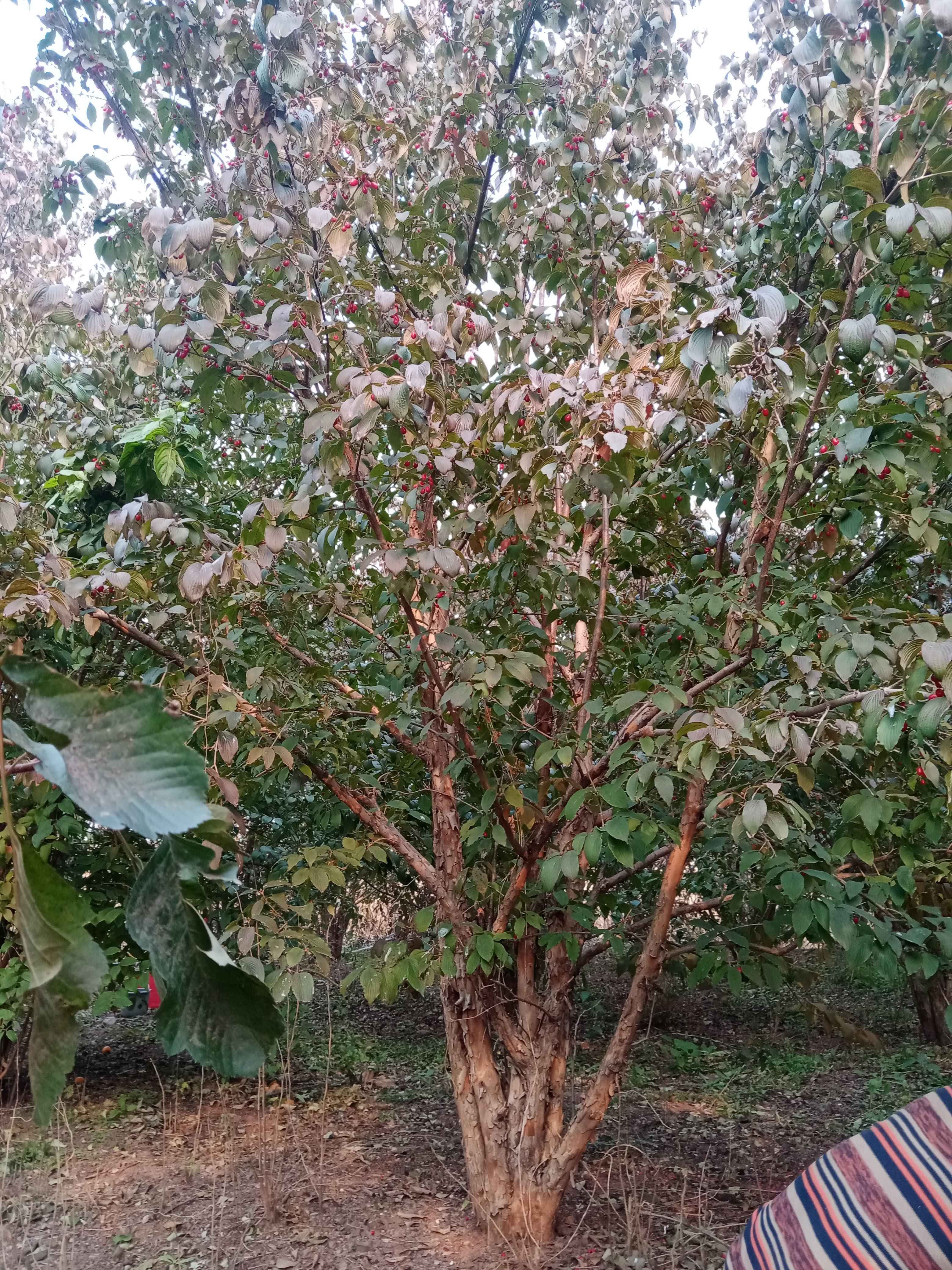 大刺皂角树