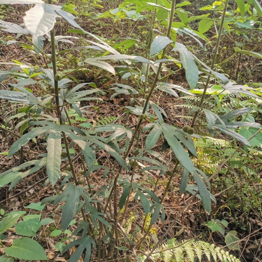 忻城县五指毛桃