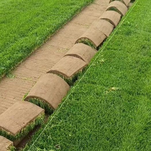 石家庄早熟禾草坪