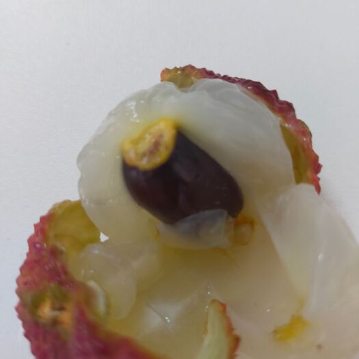 阳西县桂味