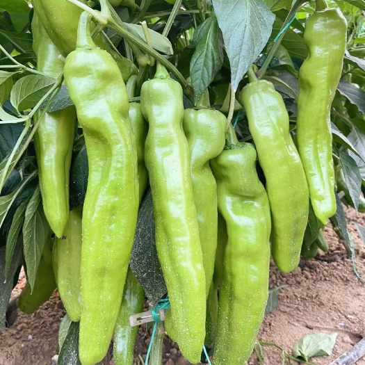 郑州早春秋延迟大棚大果黄皮尖椒种子耐低温持续挂果能力强