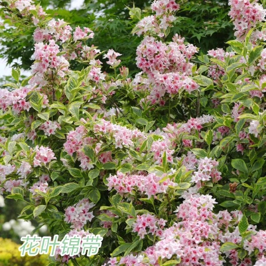 昆明花叶锦带袋苗 耐寒-25° 用于园艺绿化工程庭院 全国都可发