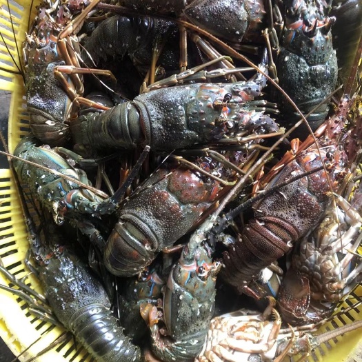 琼海市 海南活活速冻无冰小青龙虾0.3-1斤鲜活 速冻青龙虾批发
