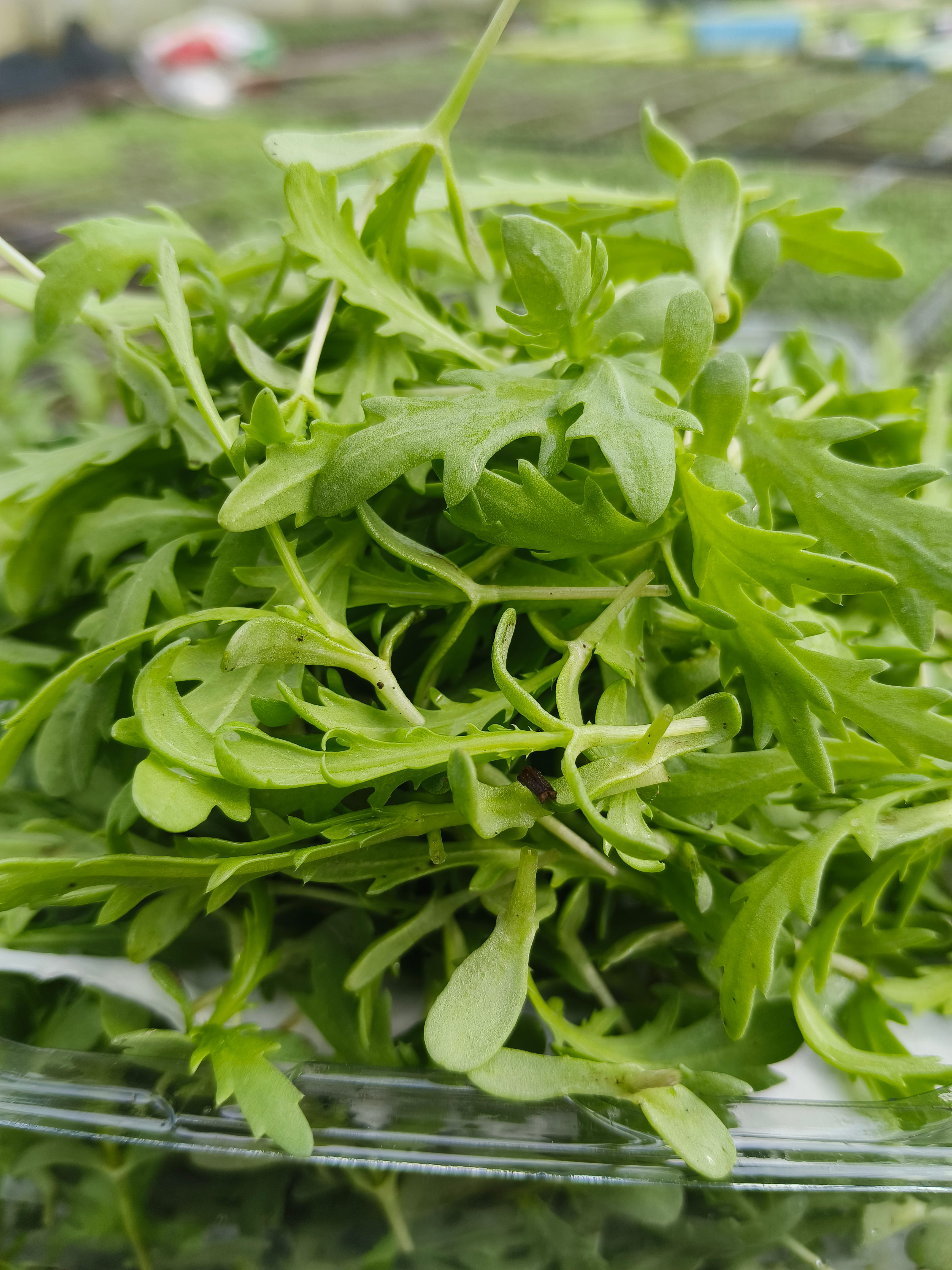 茼心苗，茼蒿苗，特菜。