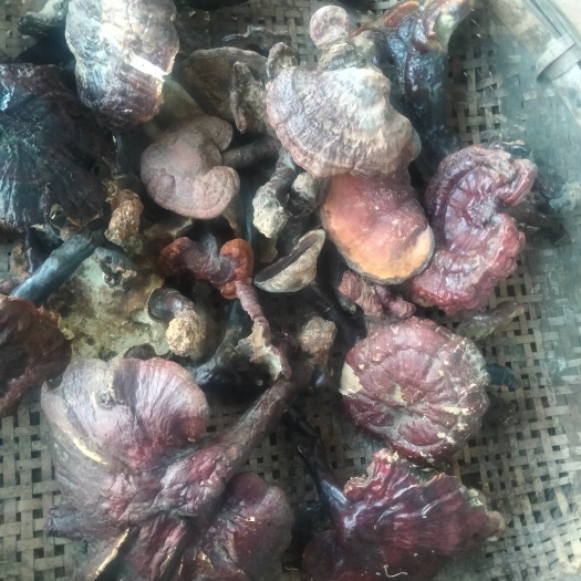 华坪县云南灵芝一年只采摘一次 绝非人工种植