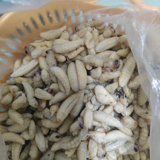滁州蜂蛹