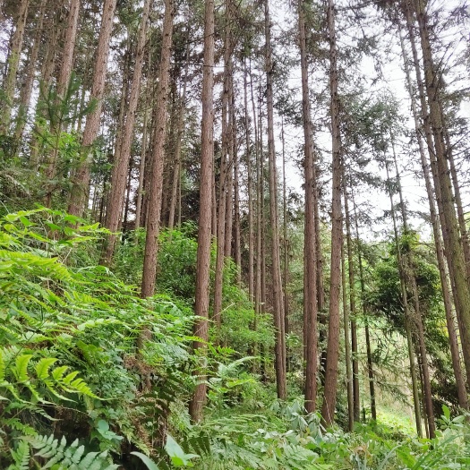 镇雄县杉木