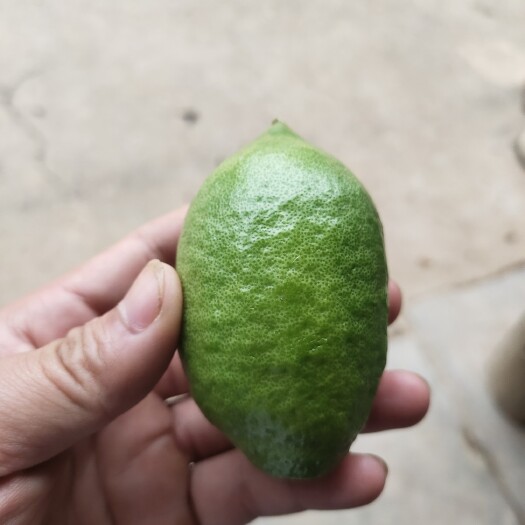 灵山县广东香水柠檬一级果现摘