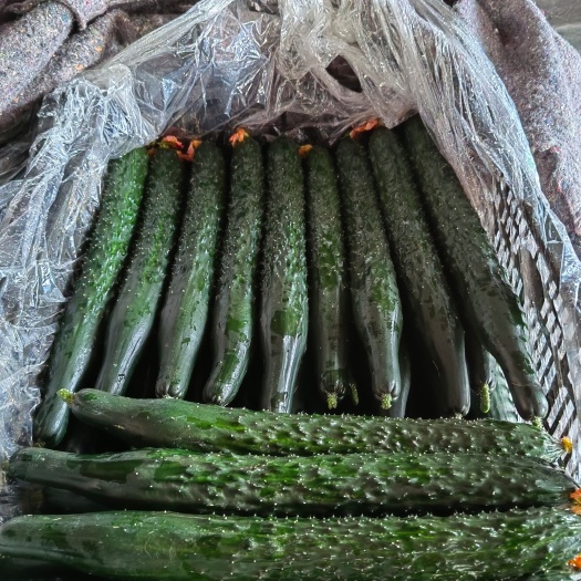 陆良县自家种的黄瓜