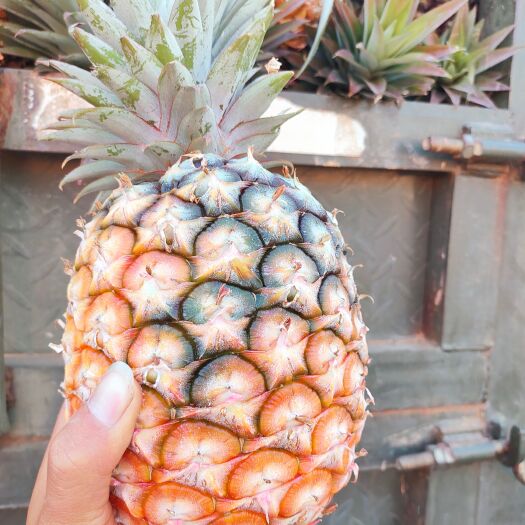 瑞丽市美味凤梨