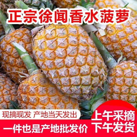 深圳【超甜】徐闻香水大菠萝应季新鲜超脆甜水果一整箱批发