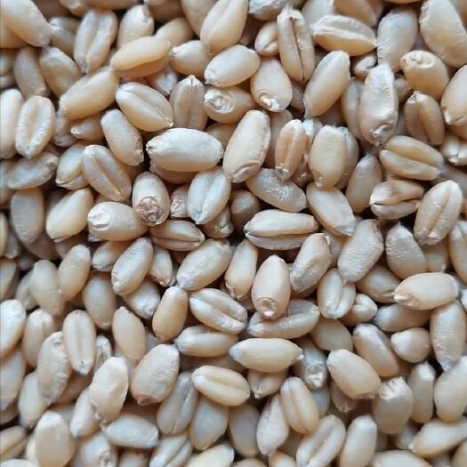 新郑市小麦，无芽-出售23新麦