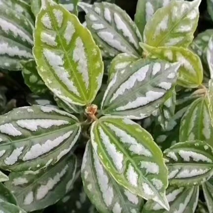 自有系列花叶冷水花 多年生草本植物 观叶植物 基地批发