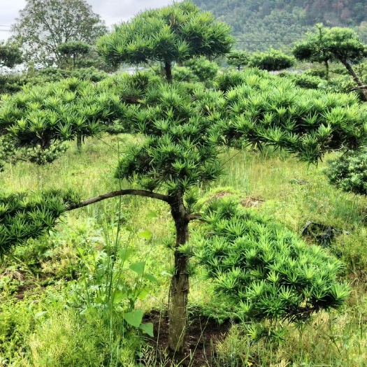 浦城县罗汉松