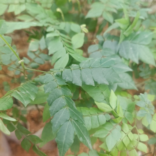 灵山县猴耳环苗