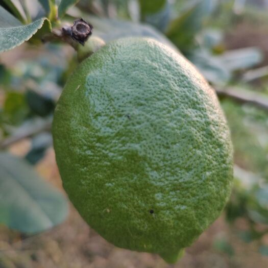 灵山县无核香水柠檬苗