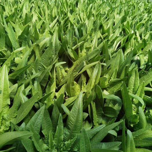 嵩明县油麦菜整车发货