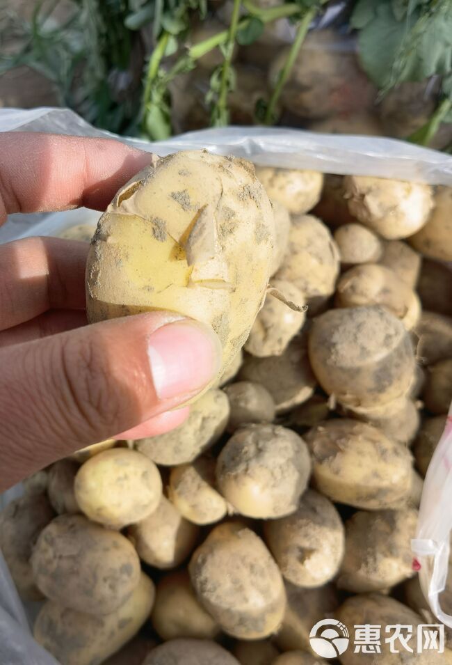 黄心黄皮土豆湖北土豆大量上市，产地直发，对接全国，欢迎来电