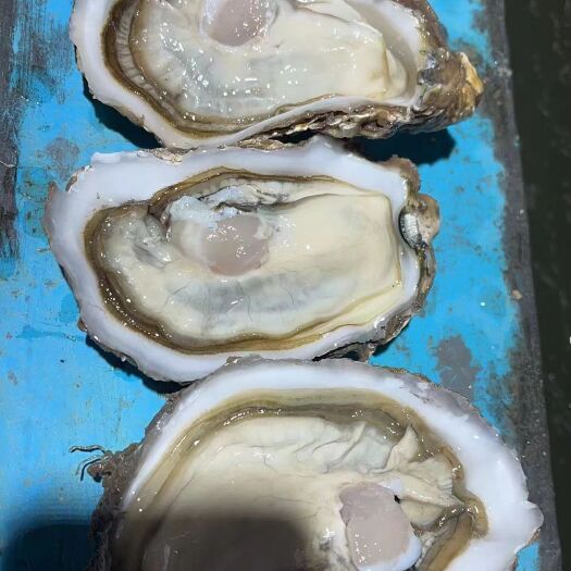 深圳生蚝批发