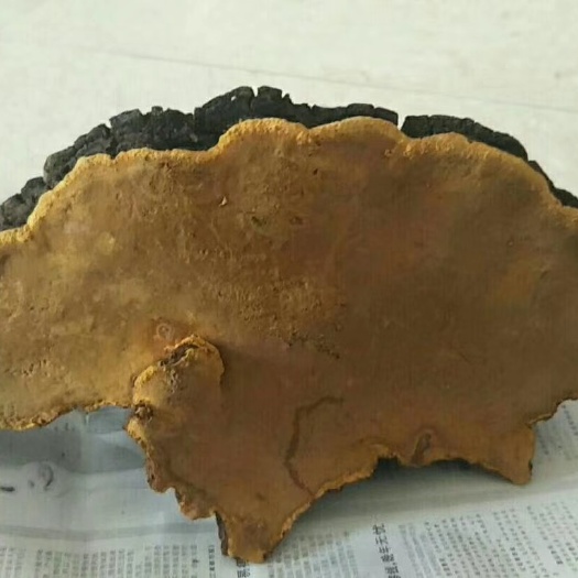 桑黄 正品西藏桑黄 【假一赔十】