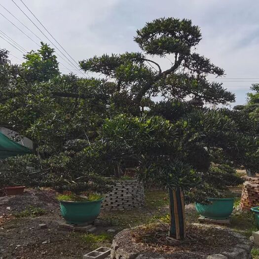 贵阳罗汉松