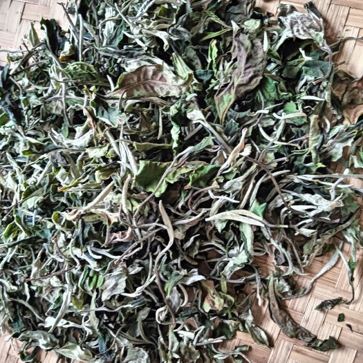 横州市春茶白牡丹