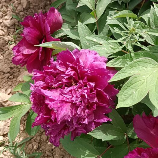 菏泽牡丹