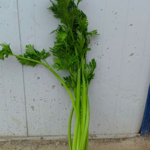 安阳县芹菜法国皇后