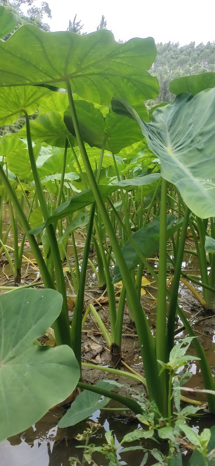 去皮芋苗