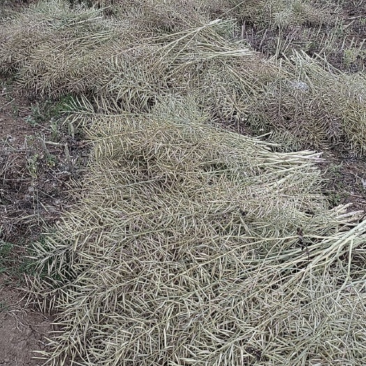 三台县高介酸油菜籽