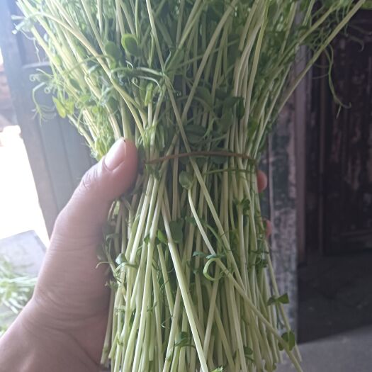 青阳县水培蔬菜芽苗菜豌豆苗
