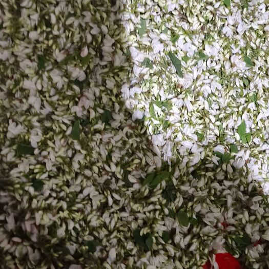 华阴市高山鲜槐花，现摘现发