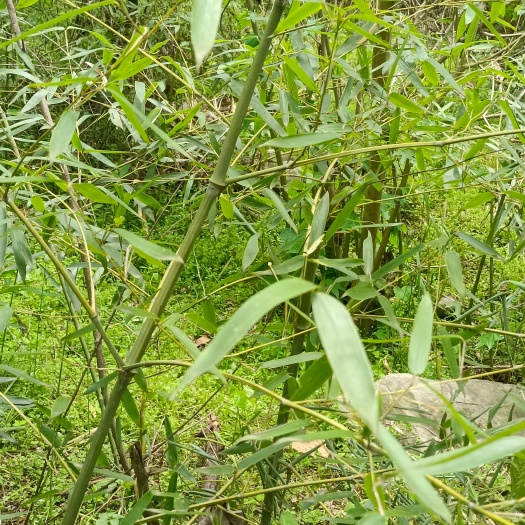 东至县小竹笋水竹笋现挖现发