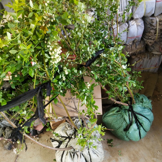 蓝莓苗 带果发货