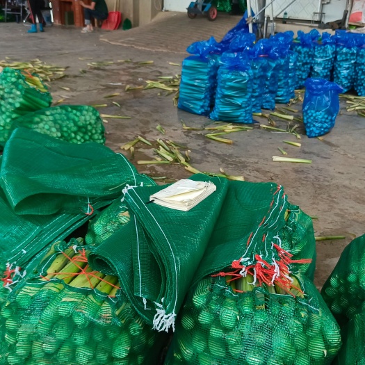 茭白特卖