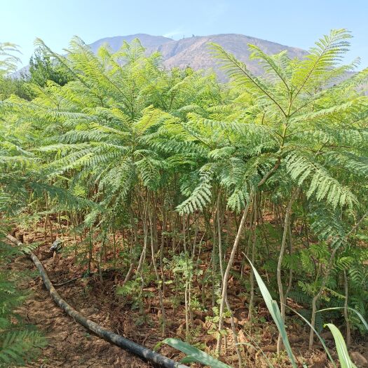 昆明80到1.5米蓝花楹