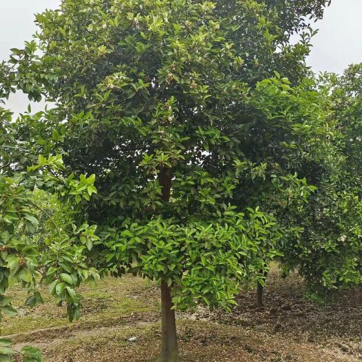 郴州16公分柚子树，香泡树，香橼