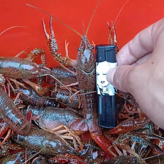 洪湖市湖北小龙虾456中青硬规格