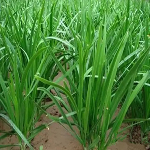 泊头市大叶韭菜