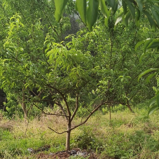 广安蜂糖李四年挂果树，品种纯正