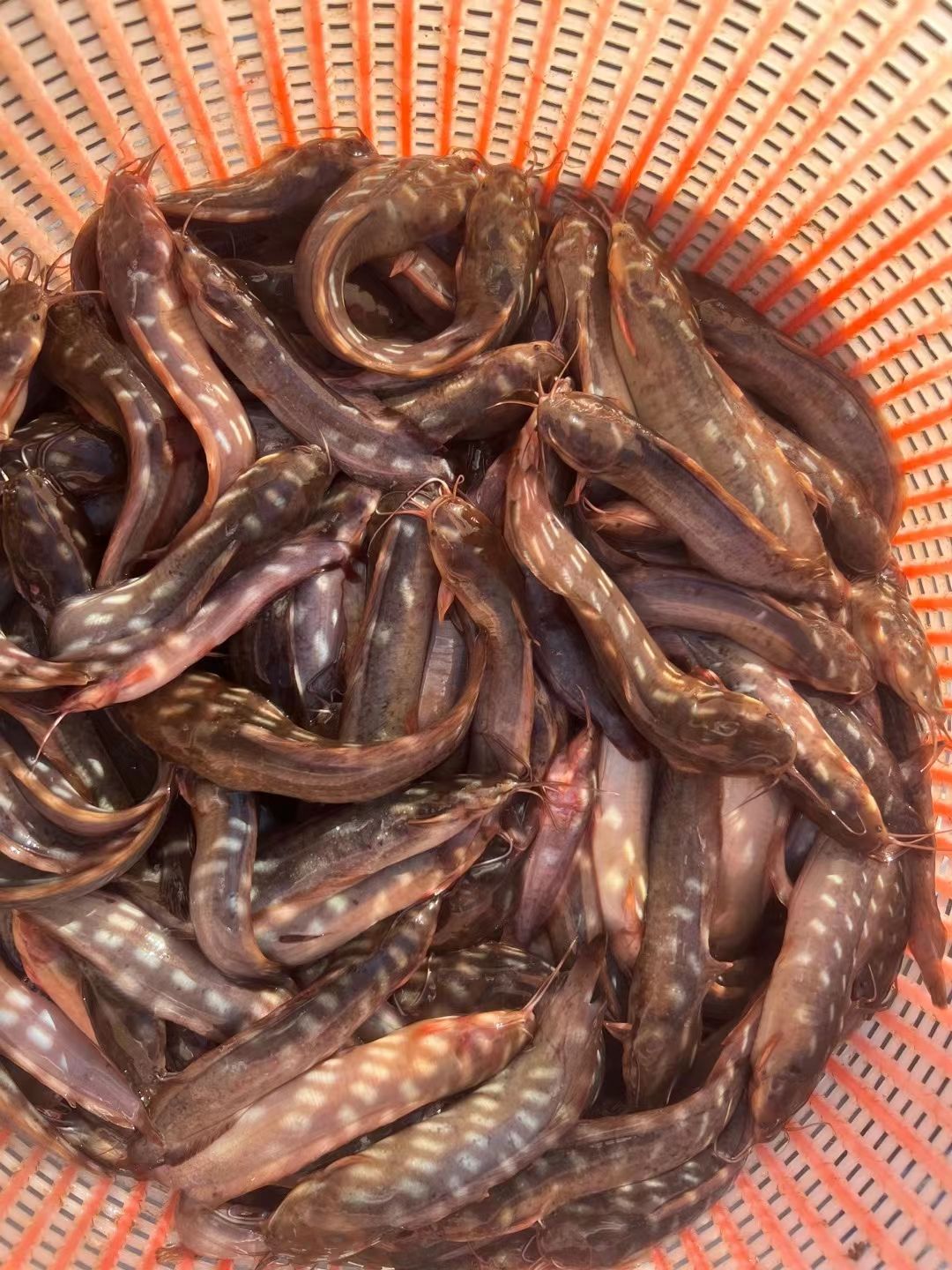 塘鲺魚苗貴妃一號黃色快大本地塘角魚優(yōu)質(zhì)鮮活食用魚苗漁場直供