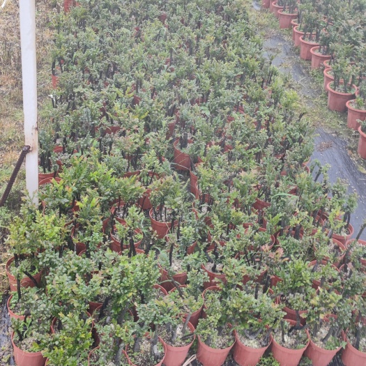 台山市一手经营黑骨茶各型各款都有