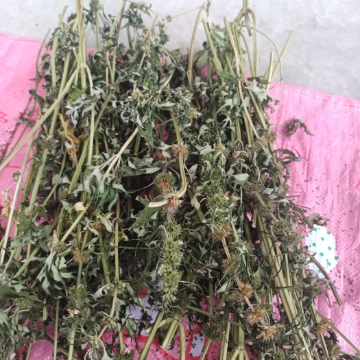 罗定市益母草可做益母草膏，可益母草煮鸡蛋方便简单。女人调理身体好。