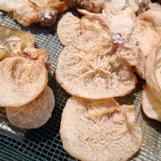 鱼台县羊肚耳产地，羊肚耳基地直销，沙耳珍珠菌，羊肚菌羊肚耳基地