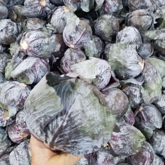 寿光市寿光紫甘蓝，全年不断货，加工厂，电商平台，食堂，商超，对接