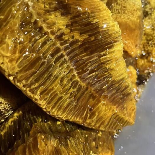 景洪市大山上的野生蜂蜜 需要的老板可以找我