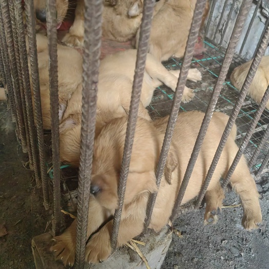 淮北纯品金毛